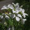 Fotografia 10 da espécie Cardamine heptaphylla do Jardim Botânico UTAD