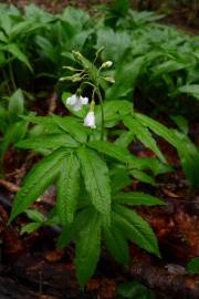 Fotografia da espécie Cardamine heptaphylla