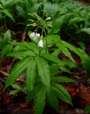 Fotografia 12 da espécie Cardamine heptaphylla no Jardim Botânico UTAD