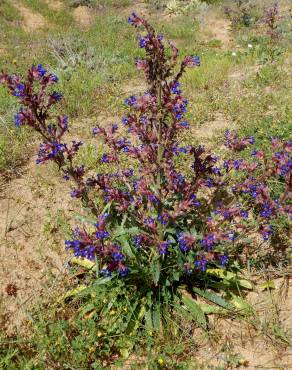 Fotografia 4 da espécie Anchusa calcarea no Jardim Botânico UTAD