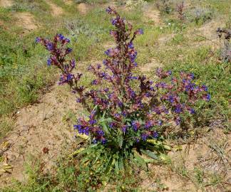 Fotografia da espécie Anchusa calcarea