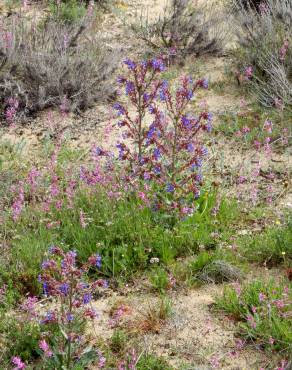 Fotografia 5 da espécie Anchusa calcarea no Jardim Botânico UTAD