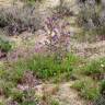 Fotografia 5 da espécie Anchusa calcarea do Jardim Botânico UTAD