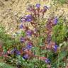 Fotografia 6 da espécie Anchusa calcarea do Jardim Botânico UTAD