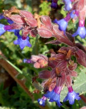 Fotografia 1 da espécie Anchusa calcarea no Jardim Botânico UTAD