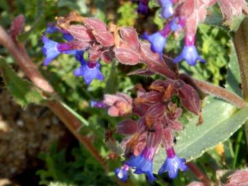 Fotografia da espécie Anchusa calcarea