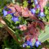 Fotografia 1 da espécie Anchusa calcarea do Jardim Botânico UTAD