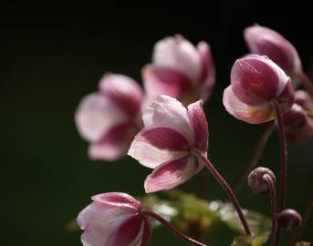 Fotografia da espécie Anemone hupehensis