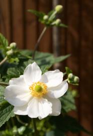 Fotografia da espécie Anemone hupehensis