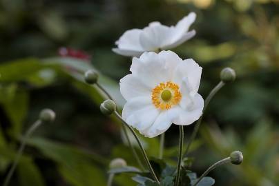 Fotografia da espécie Anemone hupehensis