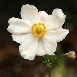 Fotografia da espécie Anemone hupehensis