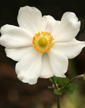 Fotografia 6 da espécie Anemone hupehensis no Jardim Botânico UTAD