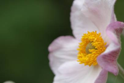 Fotografia da espécie Anemone hupehensis