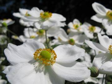 Fotografia da espécie Anemone hupehensis