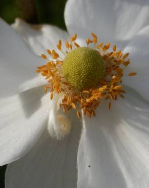 Fotografia 9 da espécie Anemone hupehensis no Jardim Botânico UTAD