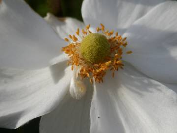 Fotografia da espécie Anemone hupehensis