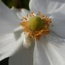 Fotografia 9 da espécie Anemone hupehensis do Jardim Botânico UTAD