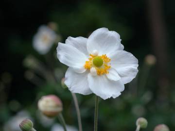 Fotografia da espécie Anemone hupehensis