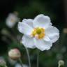 Fotografia 10 da espécie Anemone hupehensis do Jardim Botânico UTAD