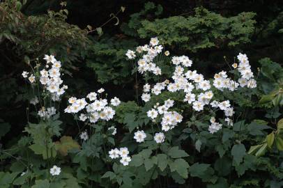 Fotografia da espécie Anemone hupehensis