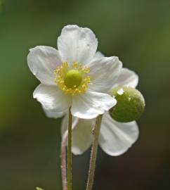 Fotografia da espécie Anemone hupehensis