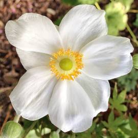 Fotografia da espécie Anemone hupehensis