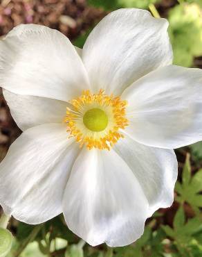 Fotografia 14 da espécie Anemone hupehensis no Jardim Botânico UTAD