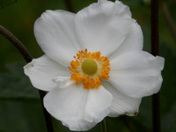 Fotografia da espécie Anemone hupehensis