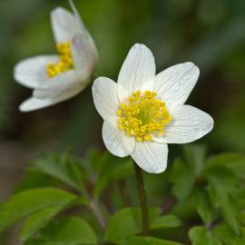 Fotografia da espécie Anemone nemorosa