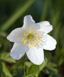 Fotografia da espécie Anemone nemorosa