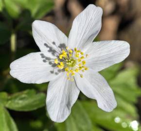 Fotografia da espécie Anemone nemorosa