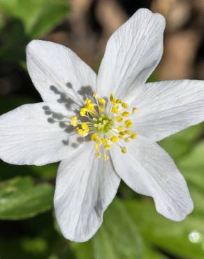 Fotografia 4 da espécie Anemone nemorosa no Jardim Botânico UTAD