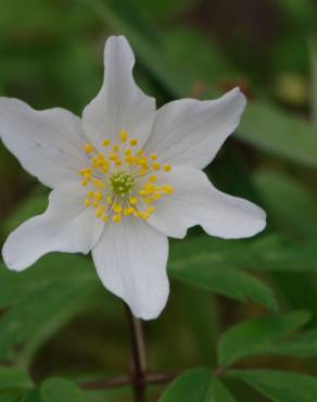 Fotografia 5 da espécie Anemone nemorosa no Jardim Botânico UTAD