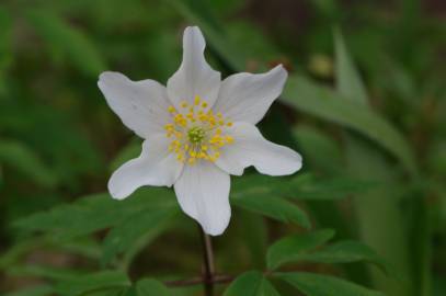 Fotografia da espécie Anemone nemorosa