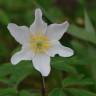 Fotografia 5 da espécie Anemone nemorosa do Jardim Botânico UTAD