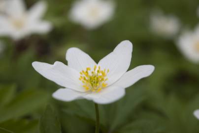 Fotografia da espécie Anemone nemorosa