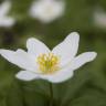 Fotografia 6 da espécie Anemone nemorosa do Jardim Botânico UTAD