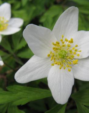 Fotografia 7 da espécie Anemone nemorosa no Jardim Botânico UTAD