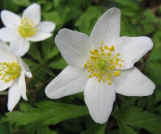 Fotografia da espécie Anemone nemorosa