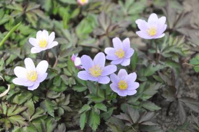 Fotografia da espécie Anemone nemorosa