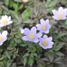 Fotografia 8 da espécie Anemone nemorosa do Jardim Botânico UTAD