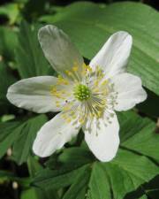 Fotografia da espécie Anemone nemorosa