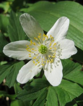 Fotografia 1 da espécie Anemone nemorosa no Jardim Botânico UTAD