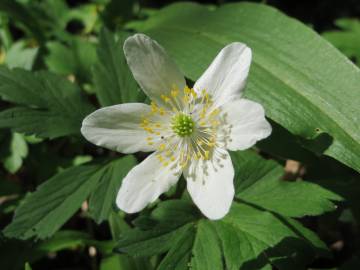 Fotografia da espécie Anemone nemorosa