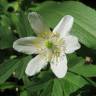 Fotografia 1 da espécie Anemone nemorosa do Jardim Botânico UTAD