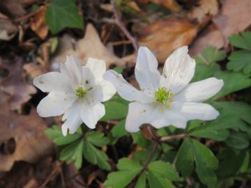 Fotografia da espécie Anemone nemorosa