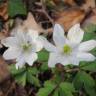 Fotografia 9 da espécie Anemone nemorosa do Jardim Botânico UTAD