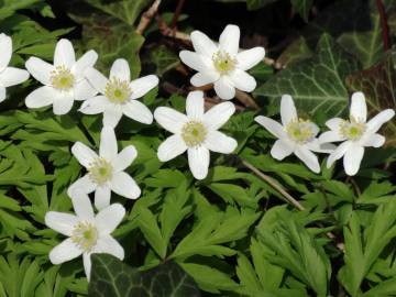 Fotografia da espécie Anemone nemorosa