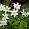 Fotografia 10 da espécie Anemone nemorosa do Jardim Botânico UTAD