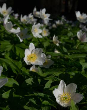 Fotografia 11 da espécie Anemone nemorosa no Jardim Botânico UTAD